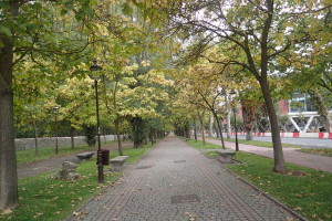 ブルゴス大学付近の並木道
