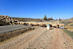 羊の群れの横断