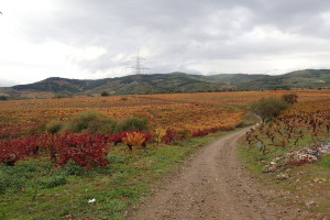 黄と赤の葉が混在したブドウ畑