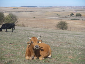 牛、かなたに風力発電