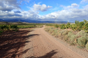 San Millánへ続くブドウ畑の道
