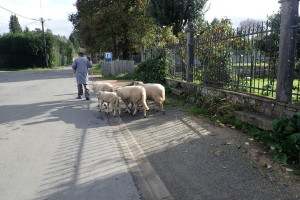 羊の散歩
