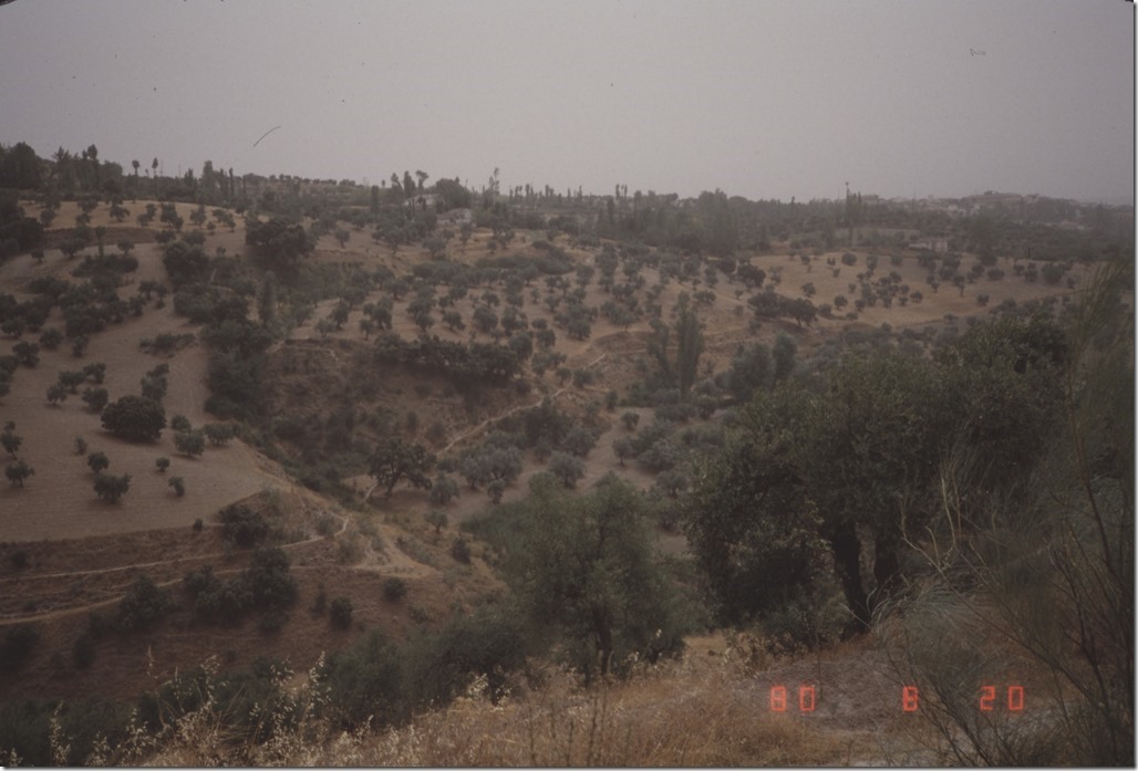 1980-08-20　Granada郊外のオリーブ畑の丘